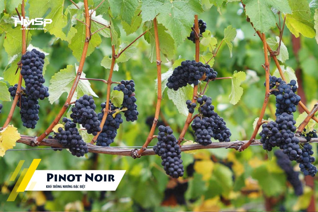 Hình ảnh nho "Pinot Noir"