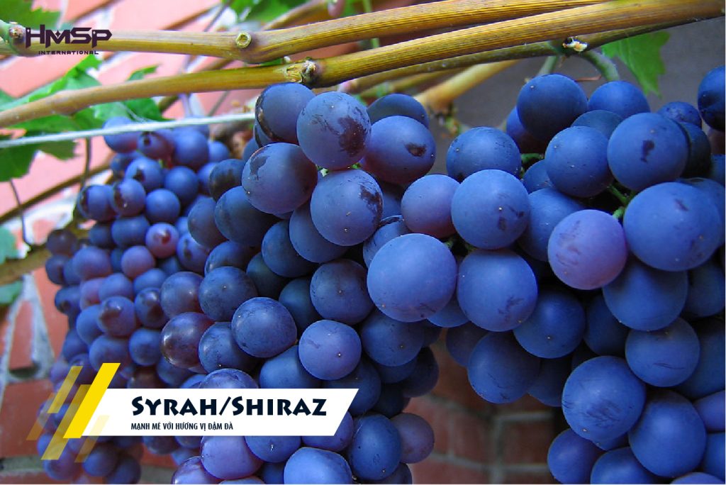 Hình ảnh nho "Syrah/Shiraz"