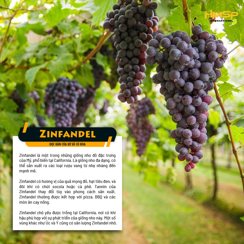 Hình ảnh nho "Zinfandel"