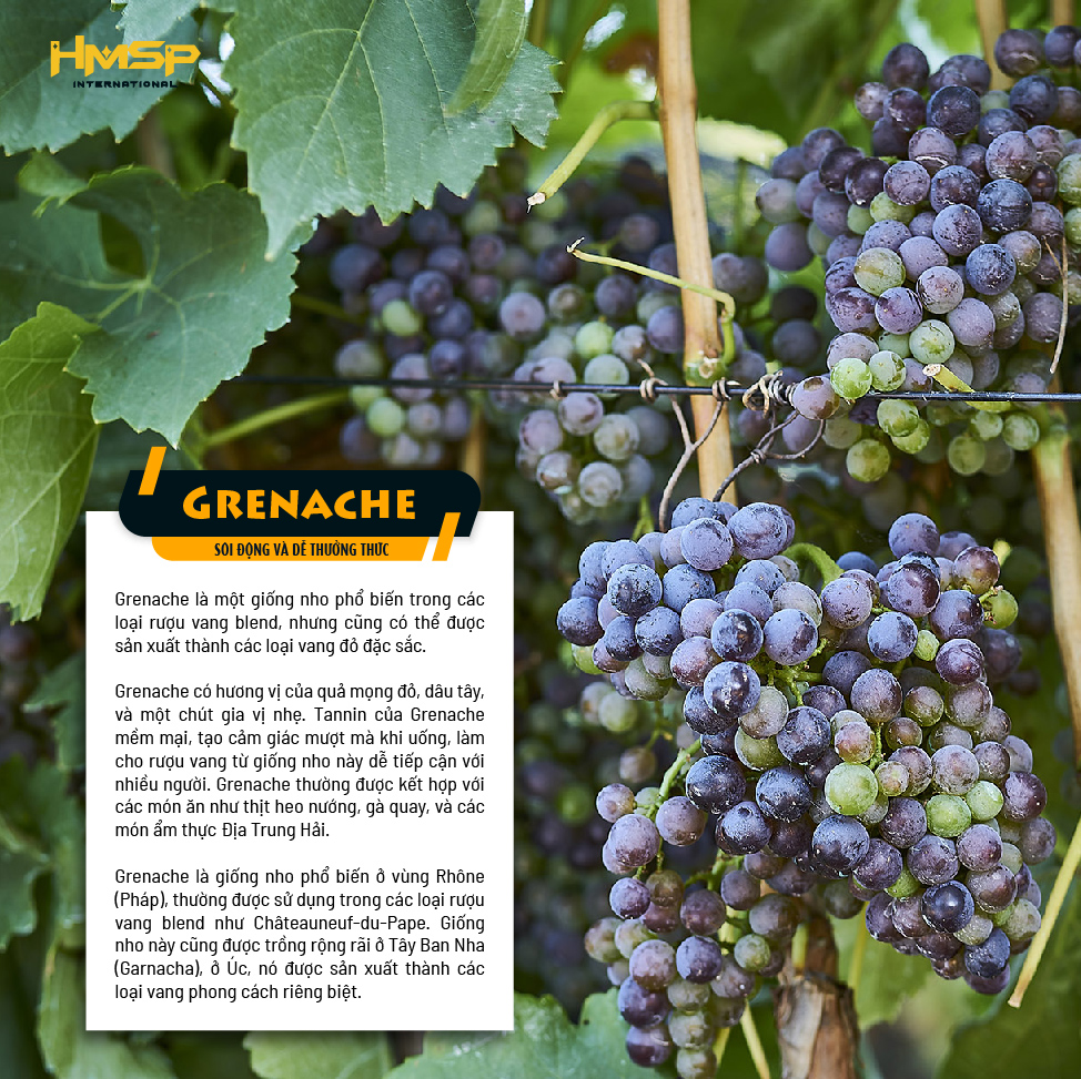 Hình ảnh nho "Grenache"