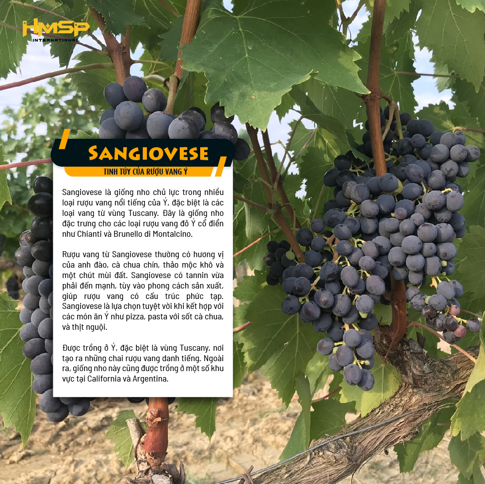 Hình ảnh nho "Sangiovese"