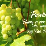 Giống nho Parellada – Hương vị tinh tế của rượu vang Tây Ban Nha